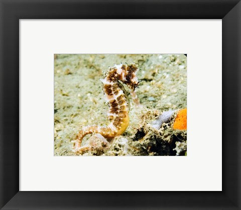 Framed Art Hippocampus Histrix (Thorny seahorse) Wall Decor 18x24 Artwork