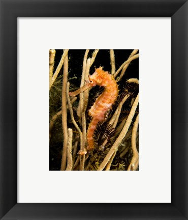 Framed Art Hippocampus Hystrix (Spiny Seahorse) Wall Decor 18x24 Artwork
