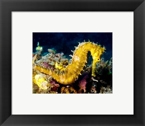 Framed Art Yellow Hippocampus Hystrix (Spiny Seahorse) Wall Decor 18x24 Artwork