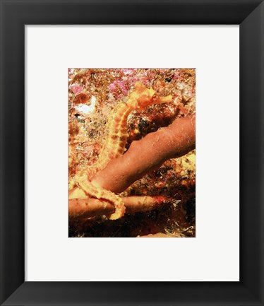Framed Art Hippocampus Ingens Wall Decor 18x24 Artwork
