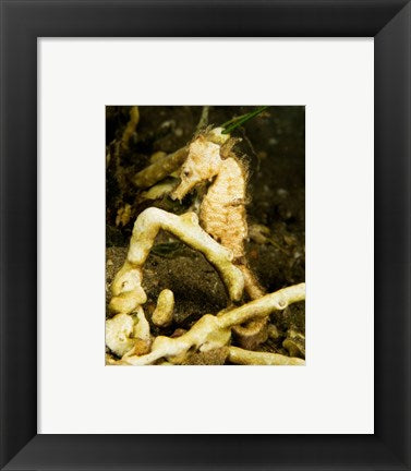 Framed Art Hippocampus Kuda (Estuary Seahorse) Wall Decor 18x24 Artwork