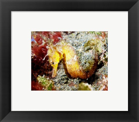 Framed Art Yellow Hippocampus Kuda (Estuary Seahorse) Wall Decor 18x24 Artwork