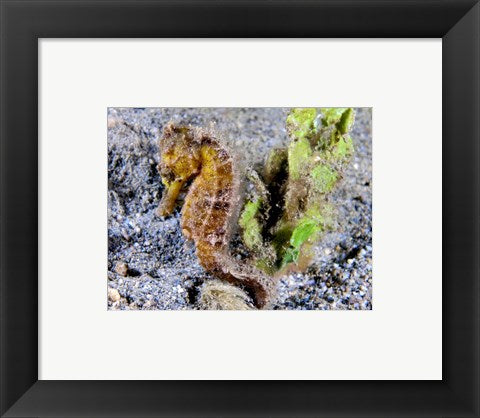 Framed Art Hippocampus Kuda (Yellow Estuary Seahorse) Wall Decor 18x24 Artwork