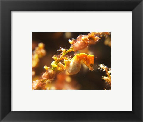 Framed Art Hippocampus Pontohi Wall Decor 18x24 Artwork