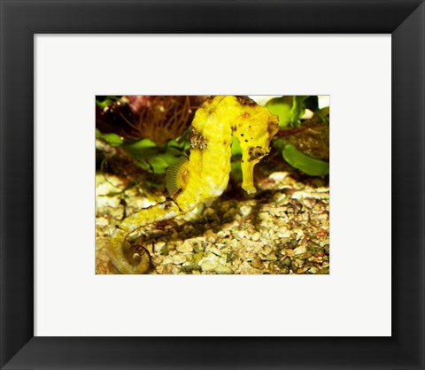 Framed Art Hippocampus Reidi Wall Decor 18x24 Artwork
