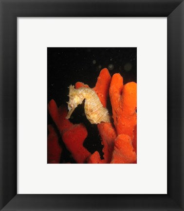 Framed Art White Hippocampus Wall Decor 18x24 Artwork