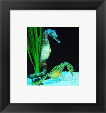 Framed Art Hippocampus Wall Decor 18x24 Artwork