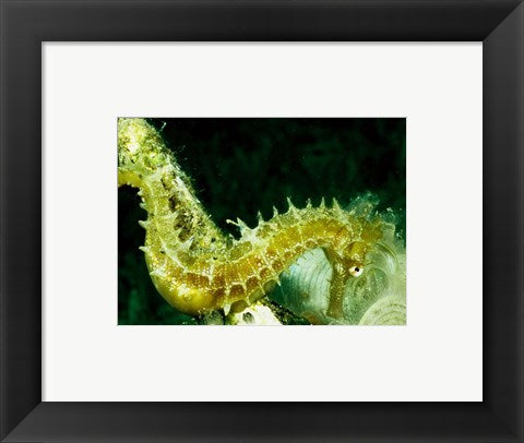 Framed Art Green Seahorse Wall Decor 18x24 Artwork