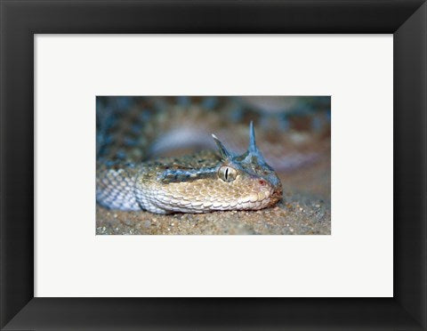 Framed Art Horned Viper Wall Decor 18x24 Artwork