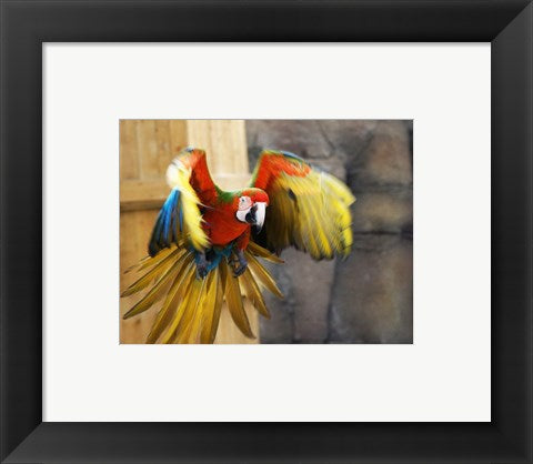 Framed Art Hybrid Macaw Flying Flamingo Land Wall Decor 18x24 Artwork