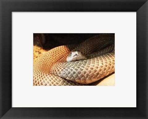 Framed Art Indian Cobra Coiled Up Wall Decor 18x24 Artwork