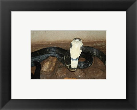Framed Art King Cobra Wall Decor 18x24 Artwork