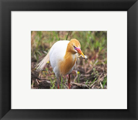 Framed Art Kuhreiher and Frog Wall Decor 18x24 Artwork