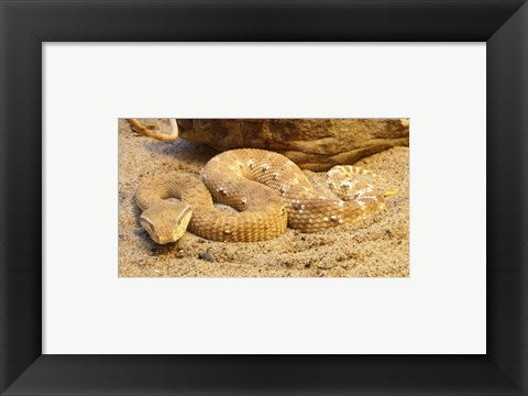 Framed Art Leaf Nosed Viper Wall Decor 18x24 Artwork