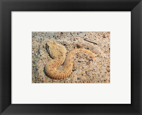 Framed Art Leaf Nosed Viper In Sand I Wall Decor 18x24 Artwork