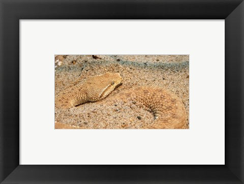 Framed Art Leaf Nosed Viper In Sand II Wall Decor 18x24 Artwork