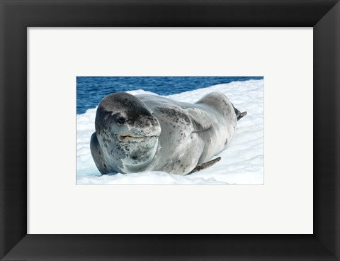 Framed Art Leopard Seals In Antarctica Wall Decor 18x24 Artwork