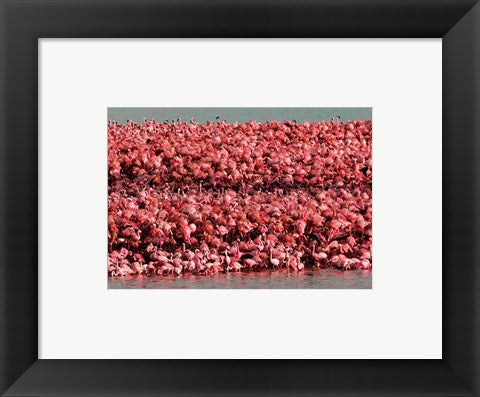 Framed Art Lesser Flamingos, Kamfersdam Breeding Island, 2006 Wall Decor 18x24 Artwork