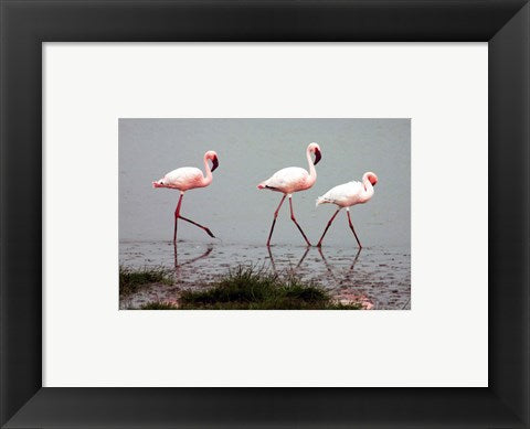 Framed Art Lesser Flamingos Wall Decor 18x24 Artwork