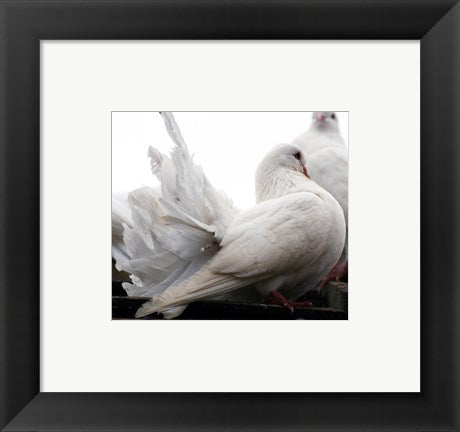 Framed Art Little White Dove, Colchester Zoo Wall Decor 18x24 Artwork