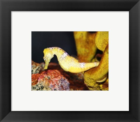 Framed Art Long Snout Seahorse Wall Decor 18x24 Artwork