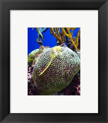 Framed Art Long Snouted Seahorse Wall Decor 18x24 Artwork