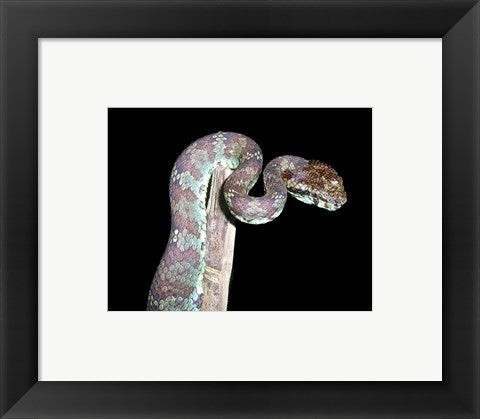 Framed Art Malabar Pit Viper Wall Decor 18x24 Artwork