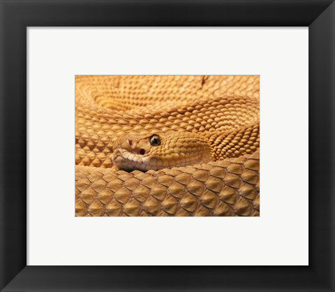 Framed Art Mexican West Coast Rattlesnake Wall Decor 18x24 Artwork