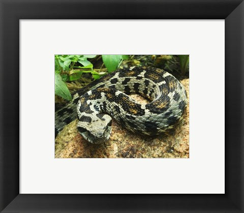 Framed Art Ocellated Mountain Viper Wall Decor 18x24 Artwork