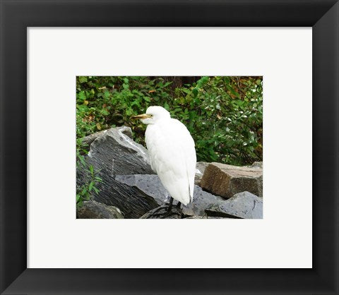 Framed Art Ostrava Zoo Bubul Ibis Wall Decor 18x24 Artwork