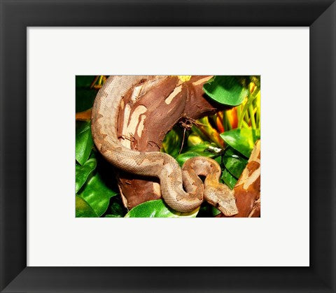 Framed Art Pacific Boa Wall Decor 18x24 Artwork