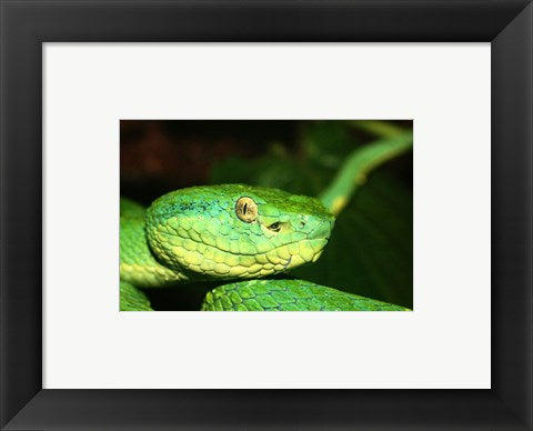 Framed Art Palm Pit Viper Wall Decor 18x24 Artwork