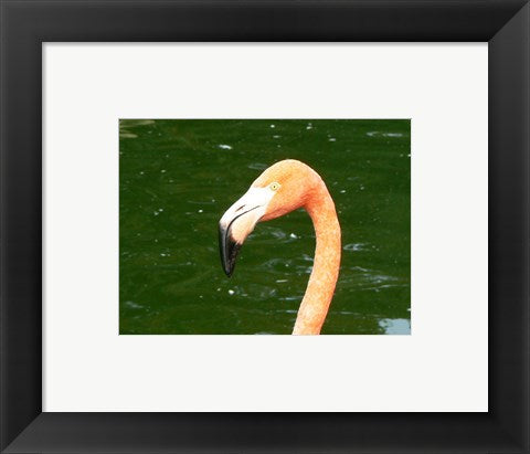 Framed Art Phoenicopteridae Flamingo Wall Decor 18x24 Artwork