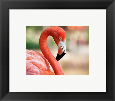 Framed Art Phoenicopterus Chilensis Fort Worth Zoo, Texas, USA Wall Decor 18x24 Artwork