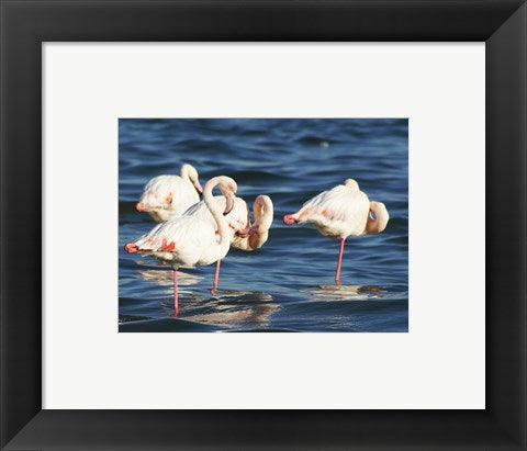 Framed Art Phoenicopterus Roseus on Walvis Bay Wall Decor 18x24 Artwork