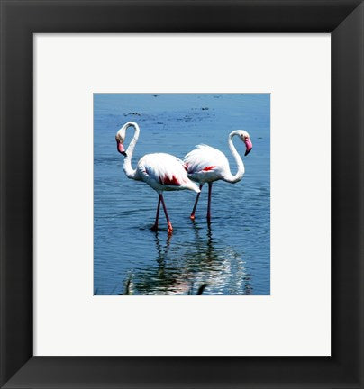 Framed Art Phoenicopterus Roseus Le Grau-du-Roi Wall Decor 18x24 Artwork