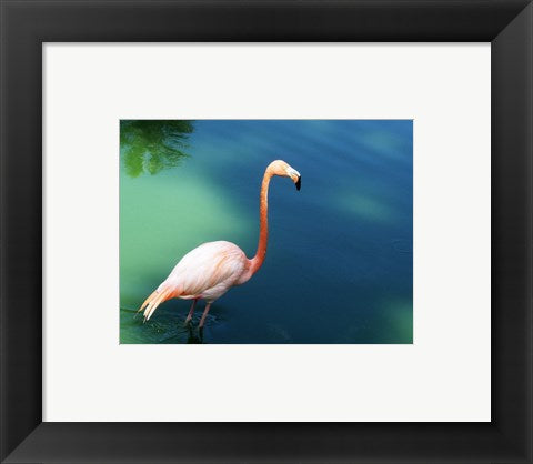 Framed Art Phoenicopterus Ruber National Zoo of Cuba, Havana Wall Decor 18x24 Artwork