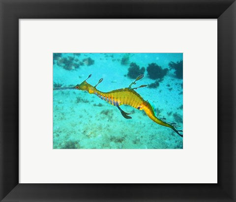 Framed Art Sea Horse - Yellow Wall Decor 18x24 Artwork