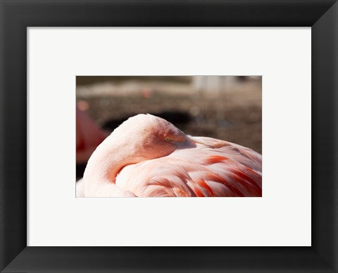 Framed Art Pink Flamingo Closeup Wall Decor 18x24 Artwork