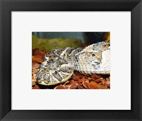 Framed Art Puff Adder Wall Decor 18x24 Artwork