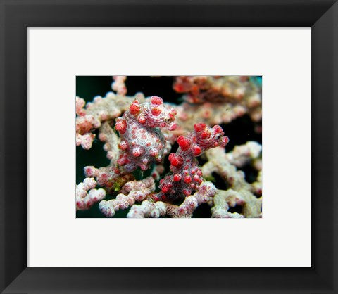 Framed Art Pygmy Seahorses Wall Decor 18x24 Artwork