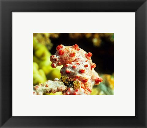 Framed Art Pygmy Seahorse Wall Decor 18x24 Artwork