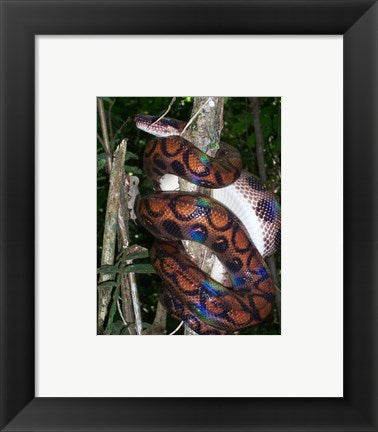 Framed Art Rainbow Boa Wall Decor 18x24 Artwork