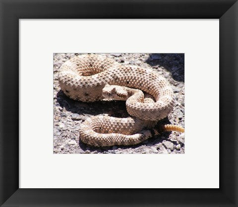 Framed Art Rattlesnake Wall Decor 18x24 Artwork