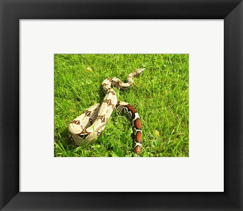 Framed Art Red Tail Boa Constrictor Wall Decor 18x24 Artwork
