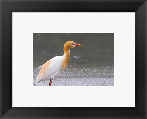 Framed Art Red-Flush Cattle Egret Wall Decor 18x24 Artwork