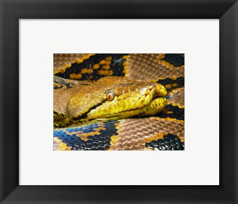 Framed Art Reticulated Python Wall Decor 18x24 Artwork