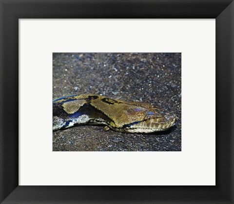Framed Art Reticulated Python Head Wall Decor 18x24 Artwork