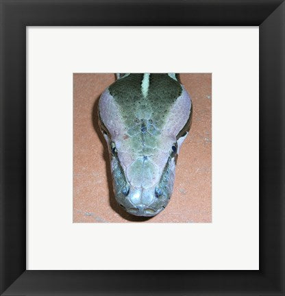Framed Art Rock Python Head Wall Decor 18x24 Artwork