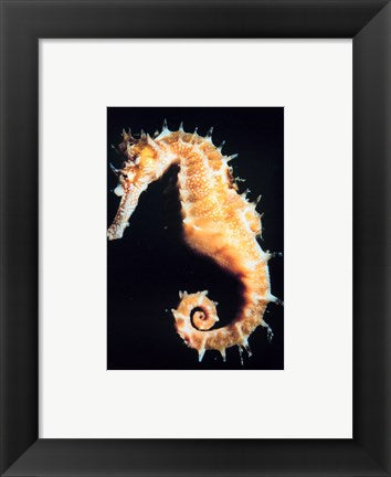 Framed Art Seahorse In Color Wall Decor 18x24 Artwork